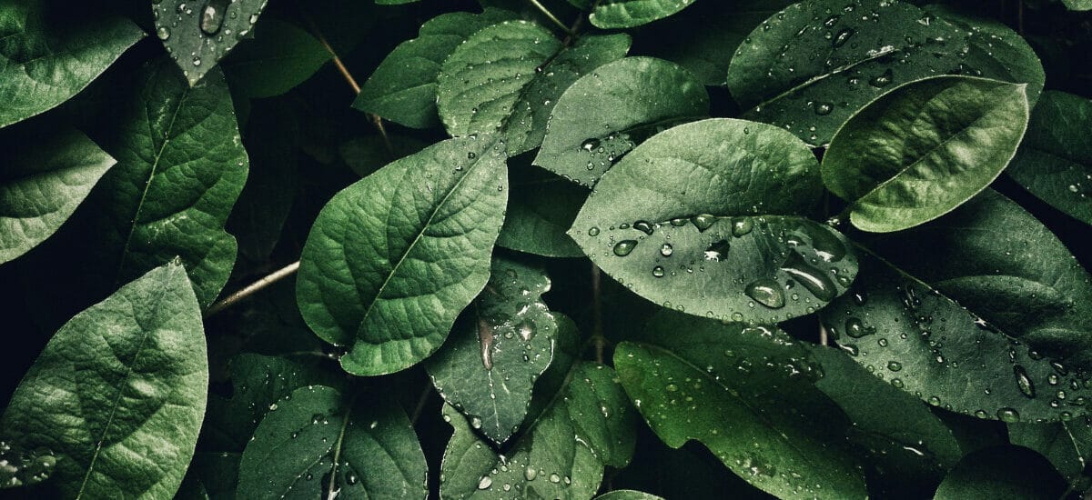 green leaves with water droplets