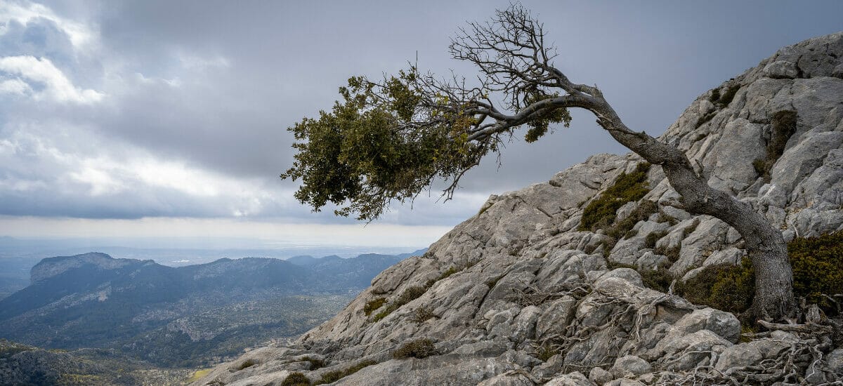 A lone tree growing on the face of a stone hill, resilient against the harsh wind