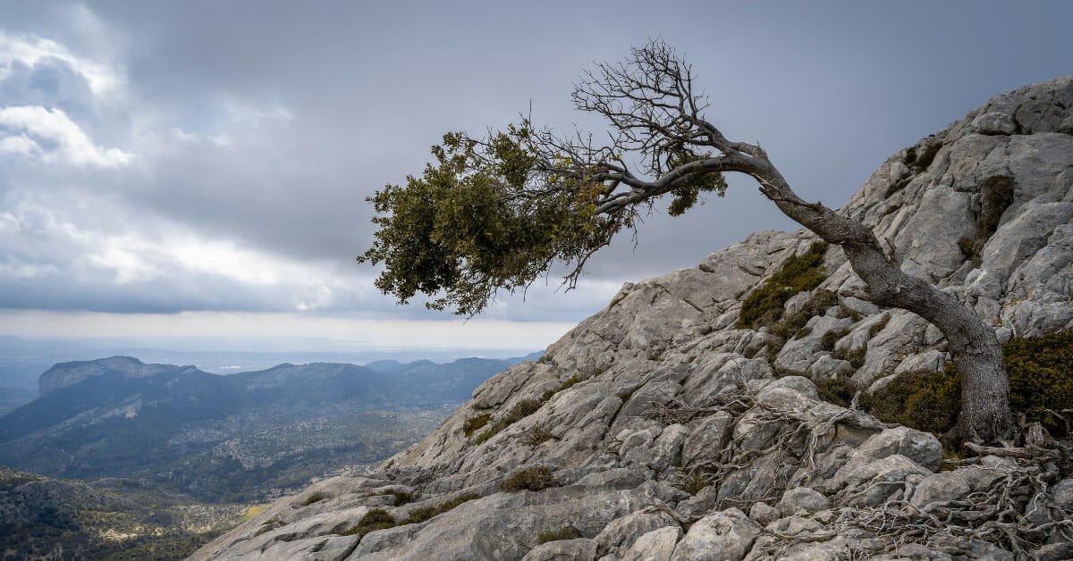 A lone tree growing on the face of a stone hill, resilient against the harsh wind