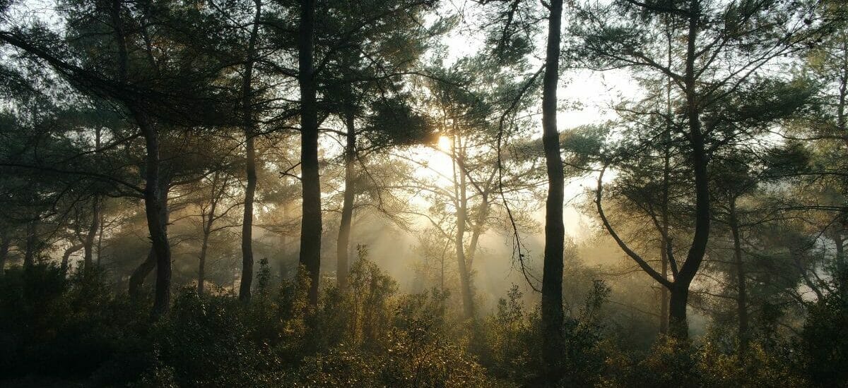 Trees in a forest